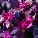 Picture of Loropetalum Purple Pixie