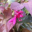 Picture of Loropetalum Razzleberry