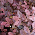 Picture of Loropetalum Red Temple