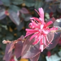 Picture of Loropetalum Zar De Doo