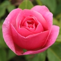 Picture of Lorraine Lee Clg DO NOT USE-Rose