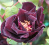 Picture of Louis XIV-Rose