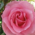 Picture of Love Always Std 80cm-Rose