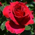 Picture of Love Heart-Rose