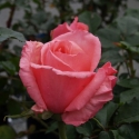 Picture of Lovely Lady-Rose