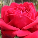 Picture of Loving Memory-Rose