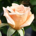 Picture of Loving Touch-Rose