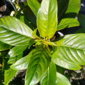 Picture of Luculia Fragrant Pearl