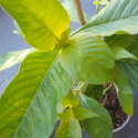 Picture of Luculia Gratissime Rosea