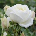 Picture of Luminis-Rose