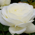 Picture of Luminis-Rose