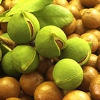 Picture of Macadamia Nelmak