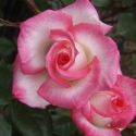 Picture of Magic Show Std 45cm-Rose