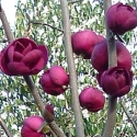 Picture of Magnolia Black Tulip