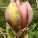 Picture of Magnolia Brooklynensis Woodsman