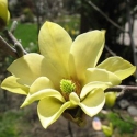 Picture of Magnolia Butterflies