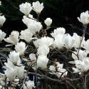 Picture of Magnolia Denudata Alba