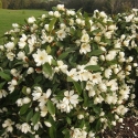 Picture of Magnolia Fairy Cream