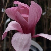 Picture of Magnolia Galaxy