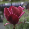 Picture of Magnolia Genie