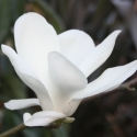 Picture of Magnolia Gere