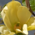 Picture of Magnolia Hot Flash