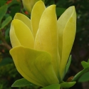 Picture of Magnolia Koban Dori