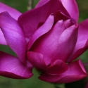 Picture of Magnolia C. Lanarth