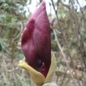 Picture of Magnolia Liliflora Nigra