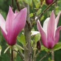 Picture of Magnolia Liliflora