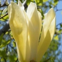 Picture of Magnolia Limelight