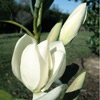 Picture of Magnolia Maudiae