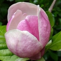 Picture of Magnolia Nancy