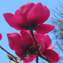 Picture of Magnolia Ruby Tuesday