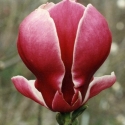 Picture of Magnolia Ruby