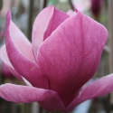 Picture of Magnolia Rustica