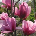 Picture of Magnolia Serene