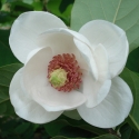 Picture of Magnolia Sieboldii