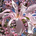 Picture of Magnolia Stellata Dawn