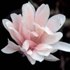 Picture of Magnolia Stellata Jane Platt