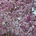 Picture of Magnolia Stellata Rosea