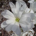 Picture of Magnolia Stellata Royal Star