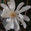 Picture of Magnolia Stellata Waterlily