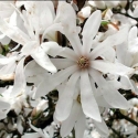 Picture of Magnolia Stellata