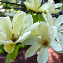 Picture of Magnolia Sundance