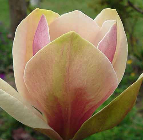 Picture of Magnolia Sunsation