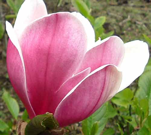 Picture of Magnolia Touch of Class