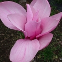 Picture of Magnolia Ula