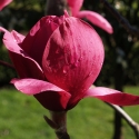 Picture of Magnolia Vulcan