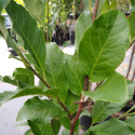 Picture of Magnolia Wildcat
